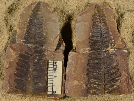 Pecopteris