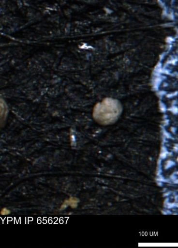 Glomospira tortuosa