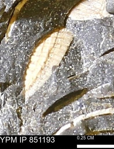 Limopsis striatopunctatus