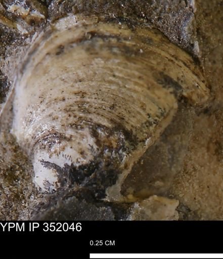 Protocardia?