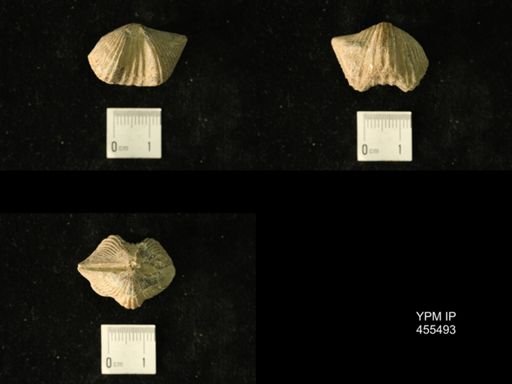 Platystrophia acutilirata