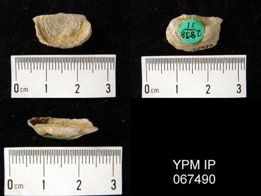 Leptaena rhomboidalis
