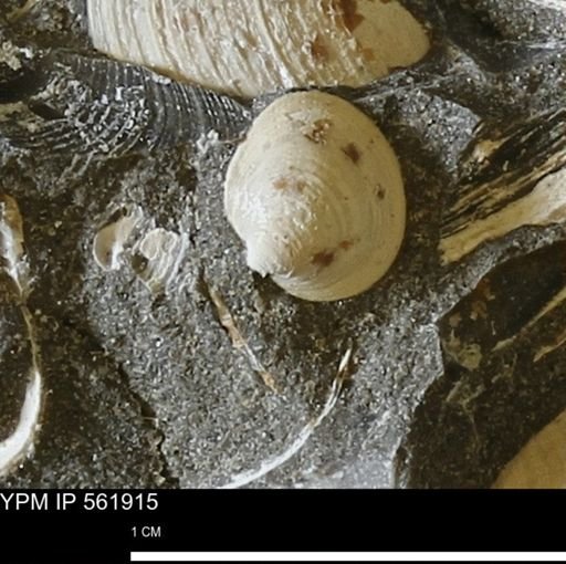 Limopsis sp.