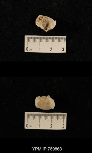 undet. Brachiopoda