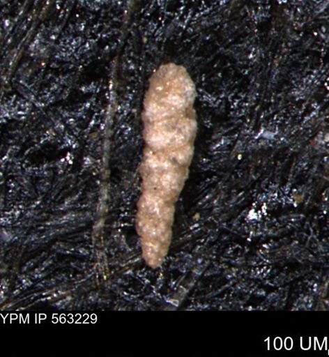 Verneuilinoides hectori