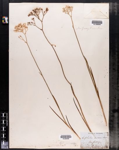 Lophiola aurea