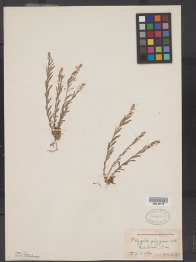 Polygala polygama