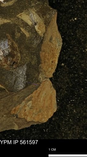 undet. Ammonoidea