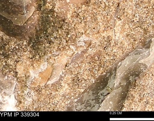 undet. Mollusca