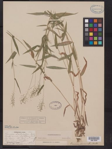 Panicum microcarpon