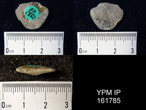 Schuchertella subplana