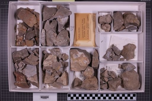 mixed taxa, stratigraphic collection