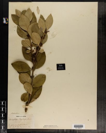 Plantae