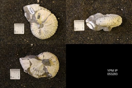 Discoscaphites sp.