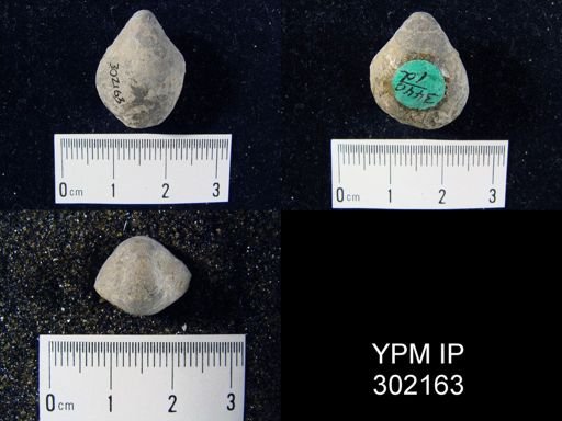Meristella sp.