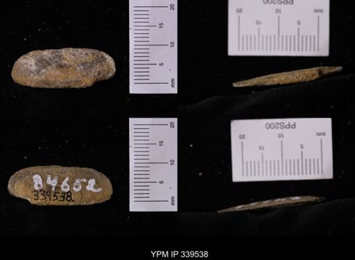 Legumen planulatum