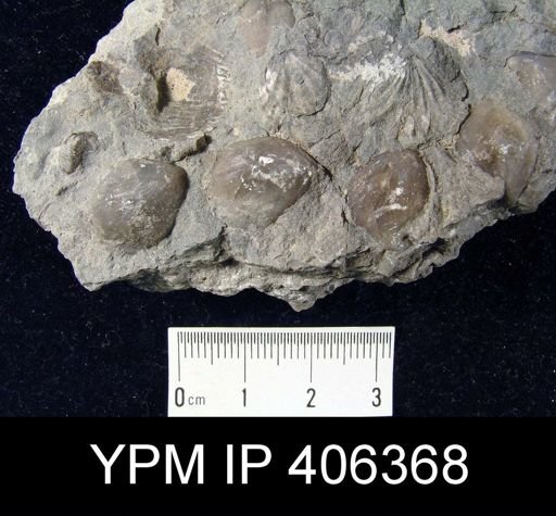 undet. Athyridida