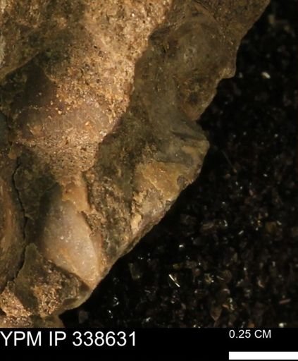 undet. Mollusca