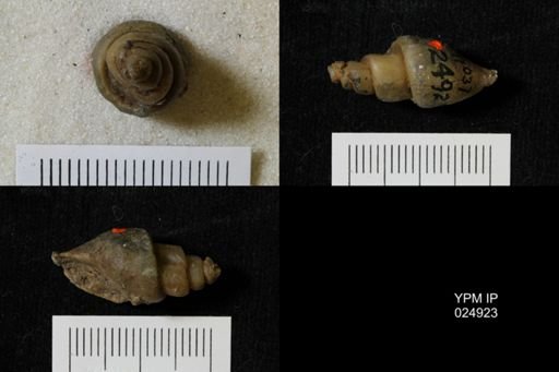Chenopus turriculoides