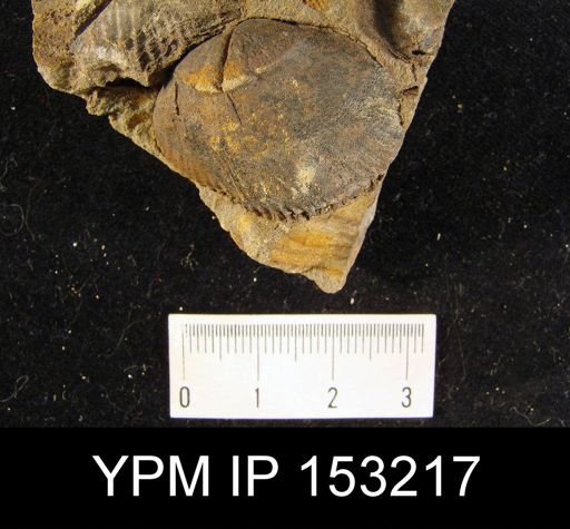 Rhynchonella dunensis