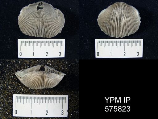 Hebertella sp.
