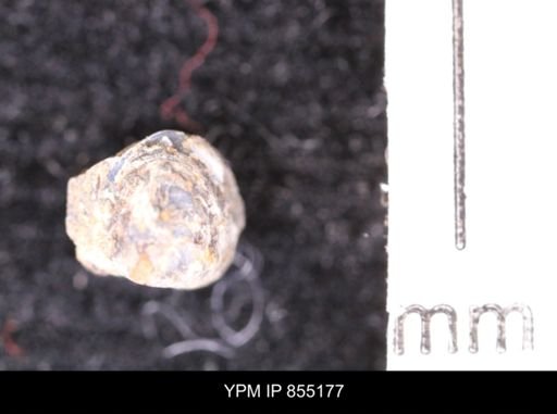 Protocardia subquadrata