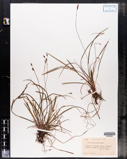 Carex pedunculata