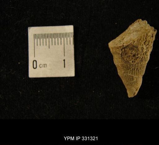 Crania modesta