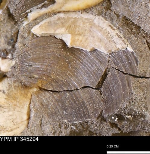Limopsis striatopunctatus