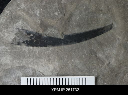 Dolichopterus?