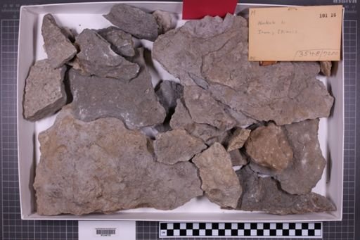 mixed taxa, stratigraphic collection