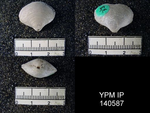 Athyris cf. subexpansa