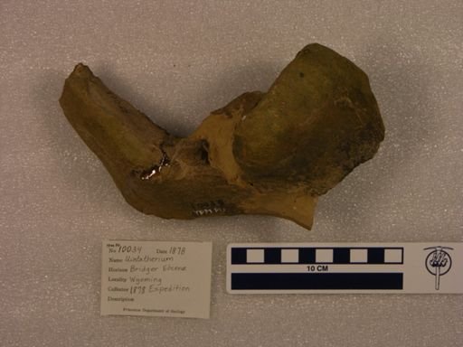 Uintatherium