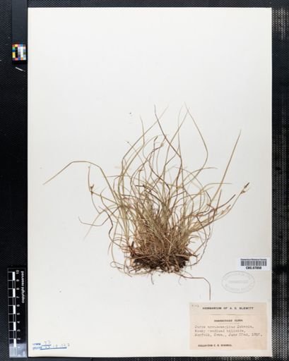 Carex novae-angliae