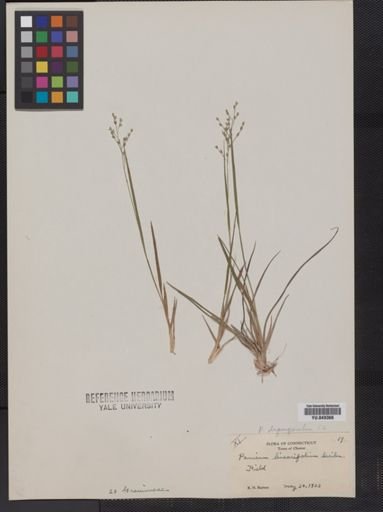 Panicum linearifolium