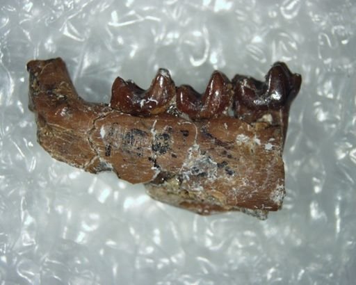 Aphronorus cf. fraudator
