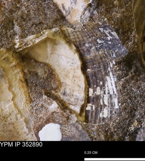 undet. Mollusca