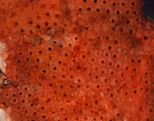 Cigclisula