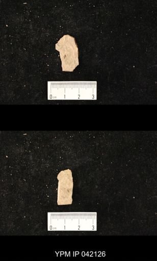 undet. Hymenoptera