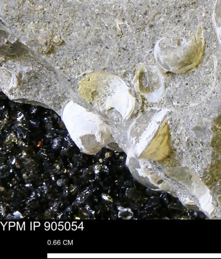 Corbulamella sp.