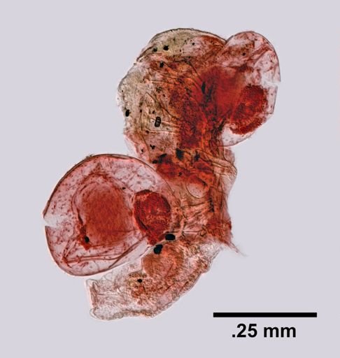 Trypetesa lateralis