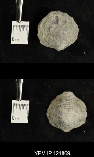 undet. Atrypidae