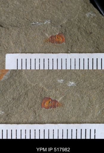undet. Synziphosurina