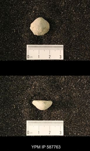 Anastrophia internascens
