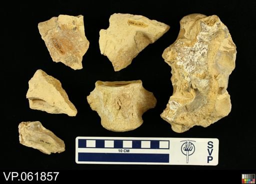 undet. Mosasauridae