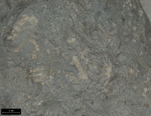 Aplocoma damesii