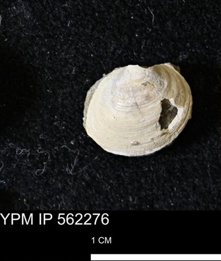 Limopsis striatopunctatus