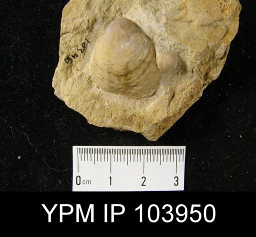 Gypidula?