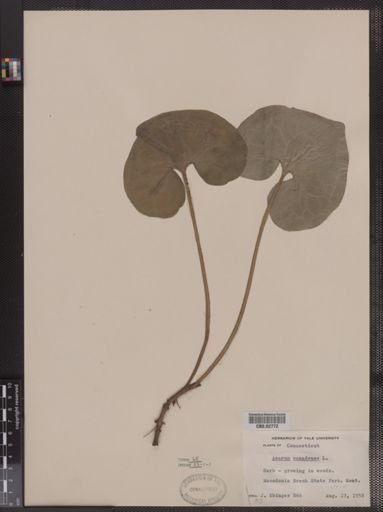 Asarum canadense