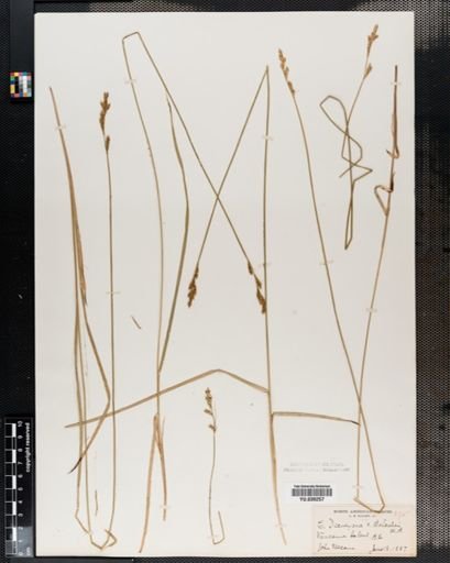 Carex deweyana